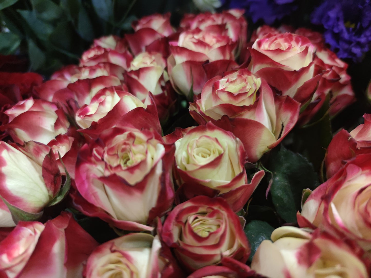 Ugnies spalvos rožės - Gėlių pristatymas. Inesa Borkovska