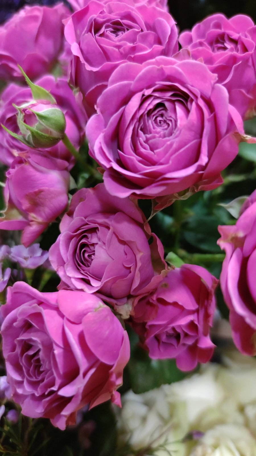 Rožinės bijūninės rožės - Gėlių pristatymas. Inesa Borkovska